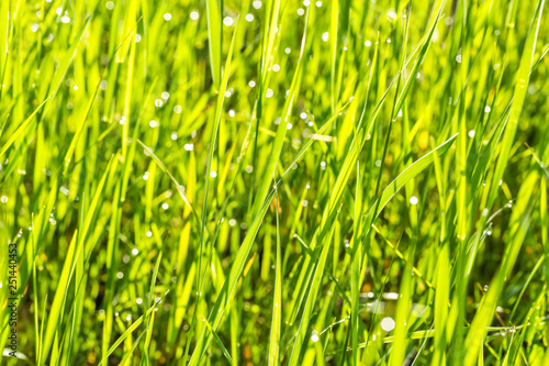 Green grass with drops of dew in the sun, backlit