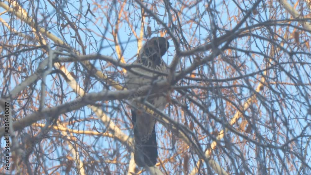 Gray crow on birch branches covered with hoarfrost against a blue sky Gray crow on birch branches covered with hoarfrost against a blue sky