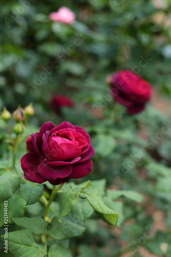 Wallpaper Mural Bordeaux Rose Torontodigital.ca