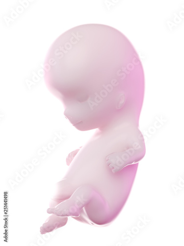 3d rendered illustration of a fetus week 10