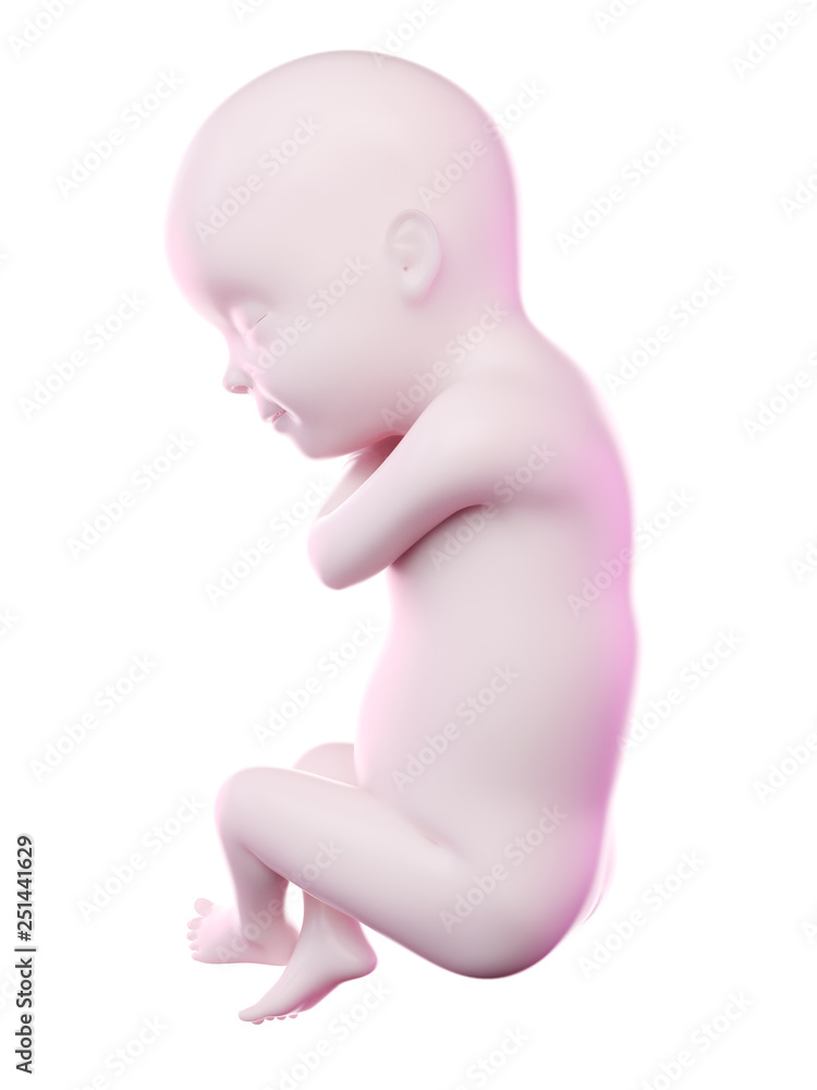 3d rendered illustration of a fetus week 30 3d rendered illustration of a fetus week 30