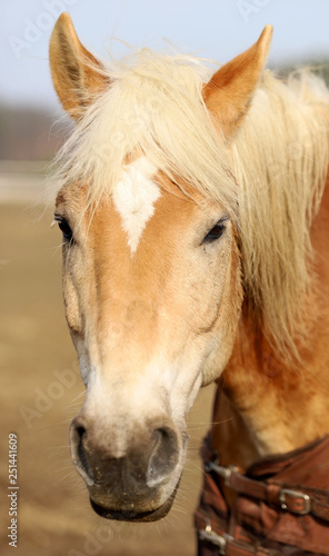 horse  beautiful portrait of a Polish horse