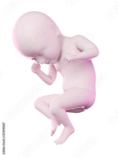 3d rendered illustration of a fetus week 35