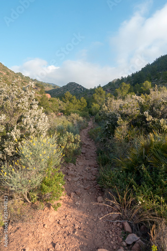 The desert of the palms in benicasim, Costa azahar