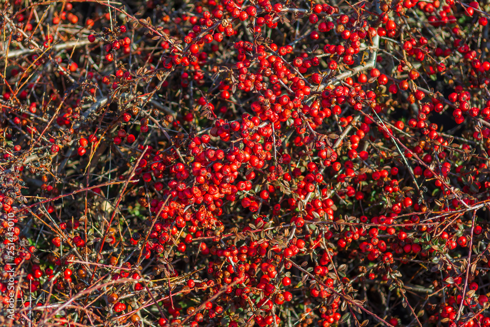 Red berry slightly dried on the bush. Psychedelic. Silver buffaloberry, Shepherdia argentea Red berry slightly dried on the bush. Psychedelic. Silver buffaloberry, Shepherdia argentea