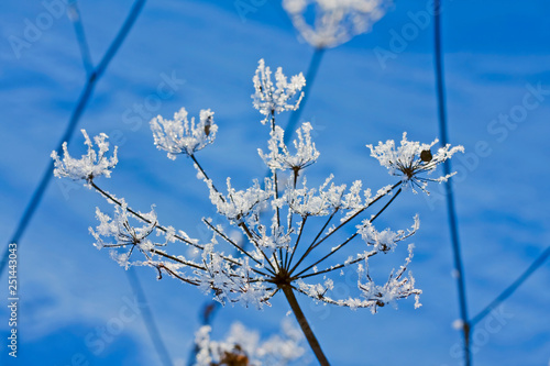Snow-covered flower, iced weed. Weed in winter with frozen ice crystals.