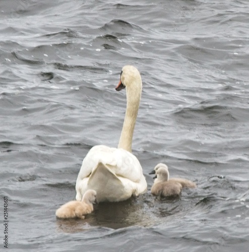 Swan with Babies