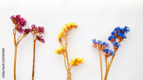 Dried Field Flower on White Background with Real Shadow. Top View Image of Wild Flowers.