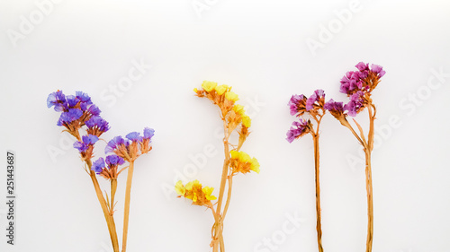 Dried flowers and herbarium on a white background. Top View Image of Wild Flowers. 