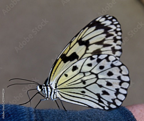 Butterfly 1