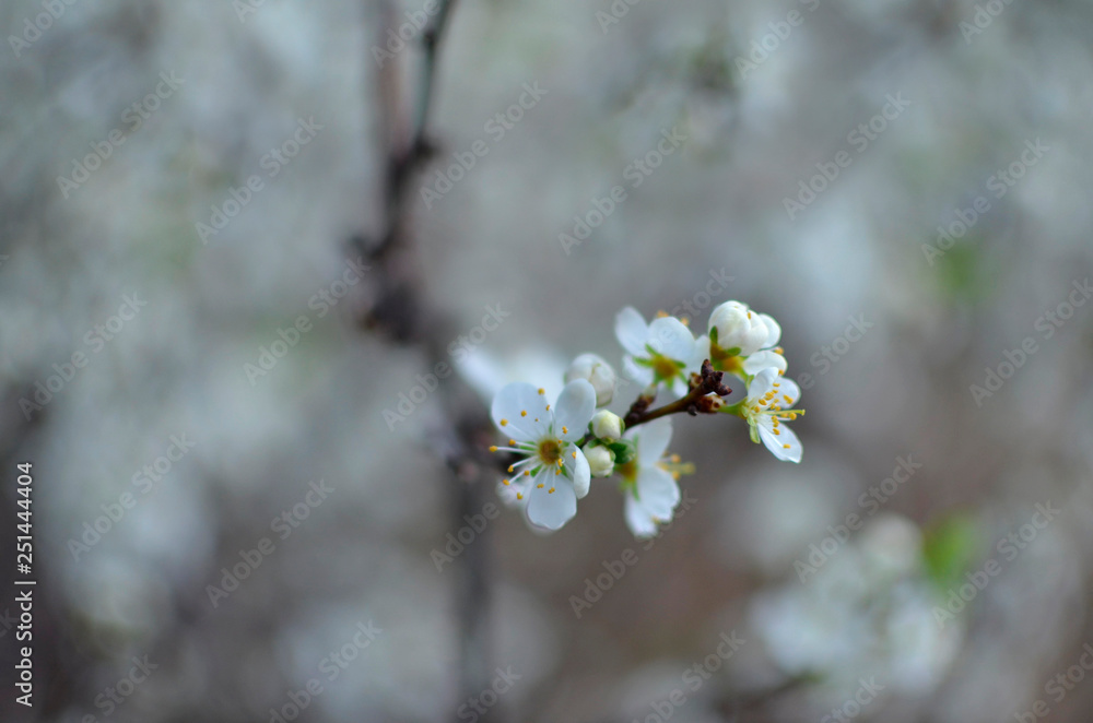 photo of blossoming tree brunch with white flowers on bokeh photo of blossoming tree brunch with white flowers on bokeh