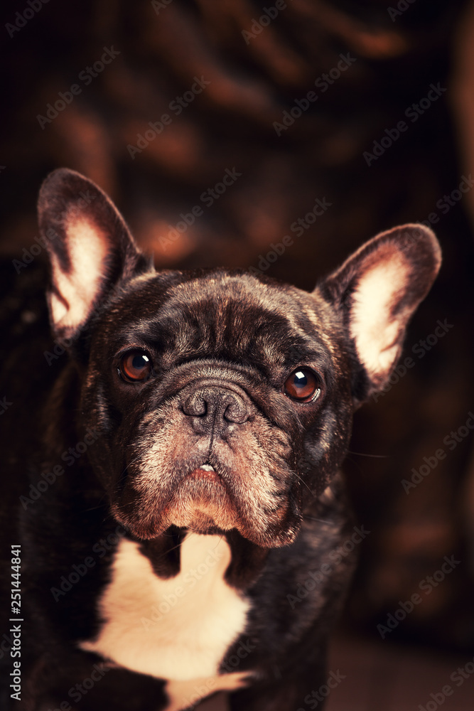 black french bulldog dark background 