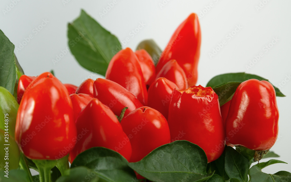 Side view of Bitten red chilly plant on white background Side view of Bitten red chilly plant on white background