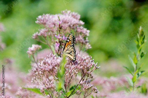 butterfly on flower