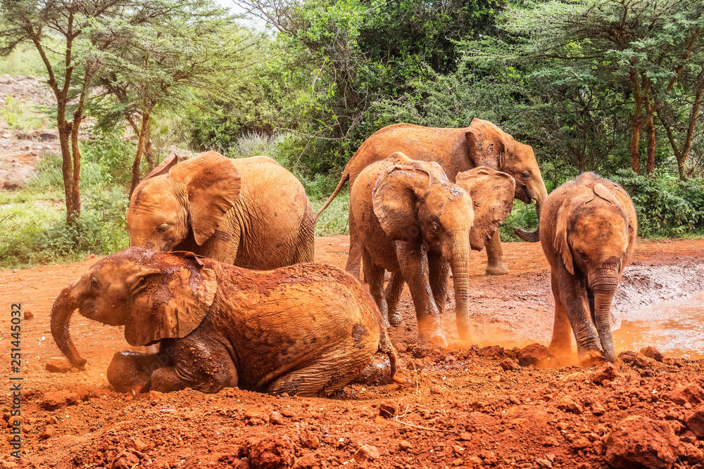 Obraz premium baby elephant in kenya