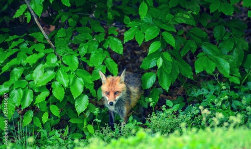 Fox walking through tree branches and grassy hill