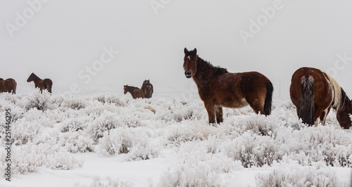 Wyoming Mustangs © David