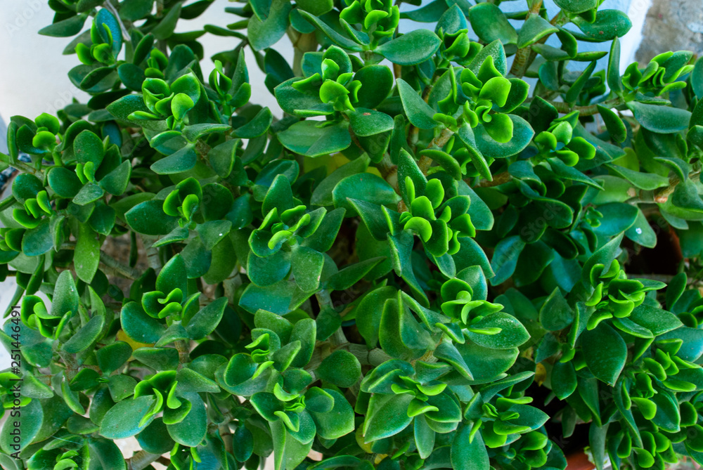 Background with green leaves. Summer time. Background with green leaves. Summer time.