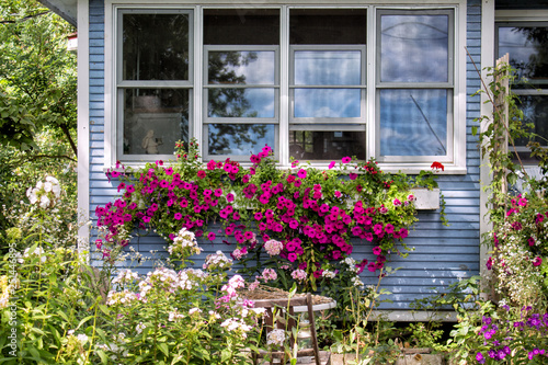Cottages with Petunias in a Window Box