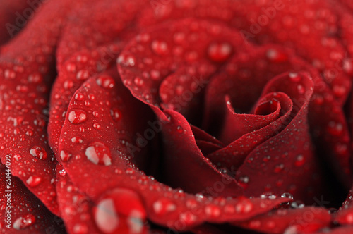 Red Roses With Water Drops.
