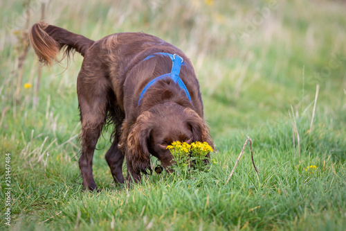 Happy dog playing and sniffing in field