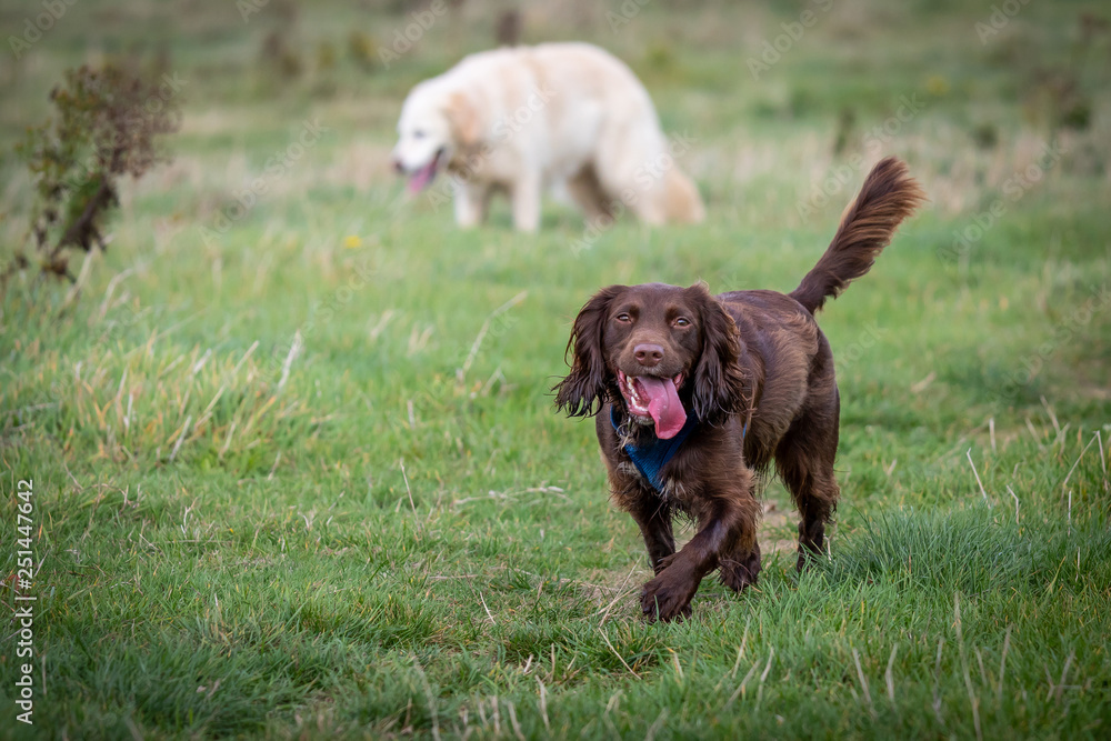 Two happy dogs playing in the field Two happy dogs playing in the field