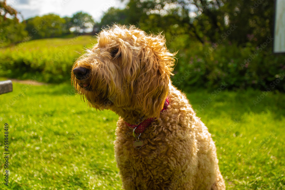 A Golden Doodle breed dog in a garden on a sunny day