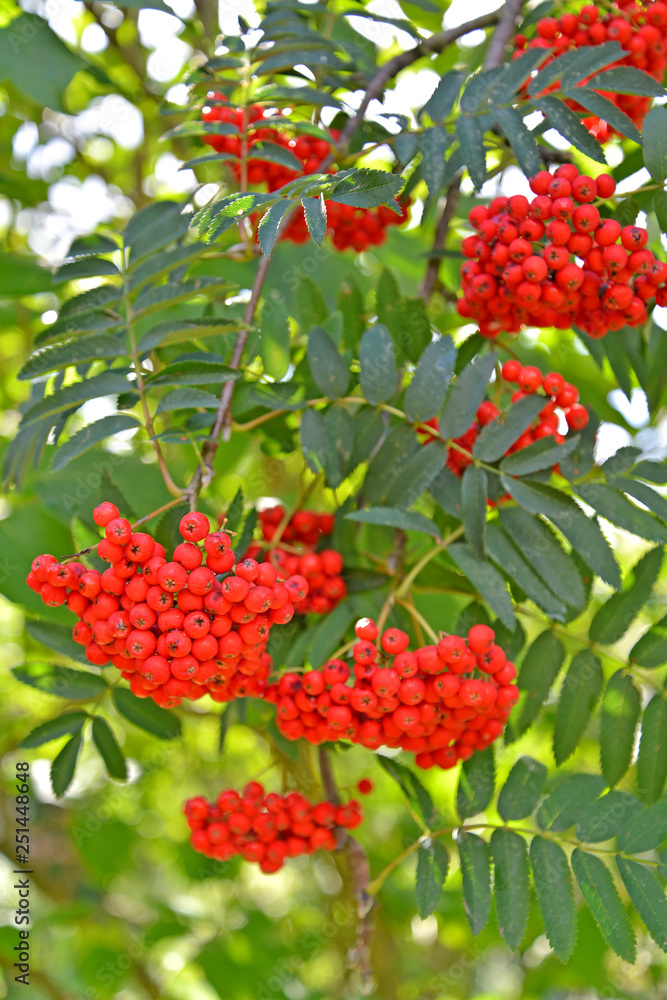 Red berries of a mountain ash ordinary (Sorbus aucuparia L.) Red berries of a mountain ash ordinary (Sorbus aucuparia L.)