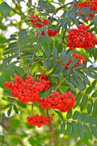 Red berries of a mountain ash ordinary (Sorbus aucuparia L.)