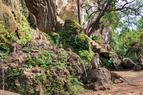 group of monkeys on the rocks