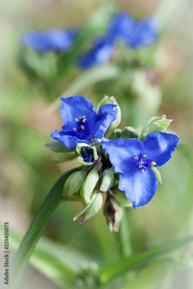 Blue spiderwort flowers