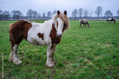 Foto Horse with beautiful look intently at the camera with humanlike emotion, hair fluttering in the wind