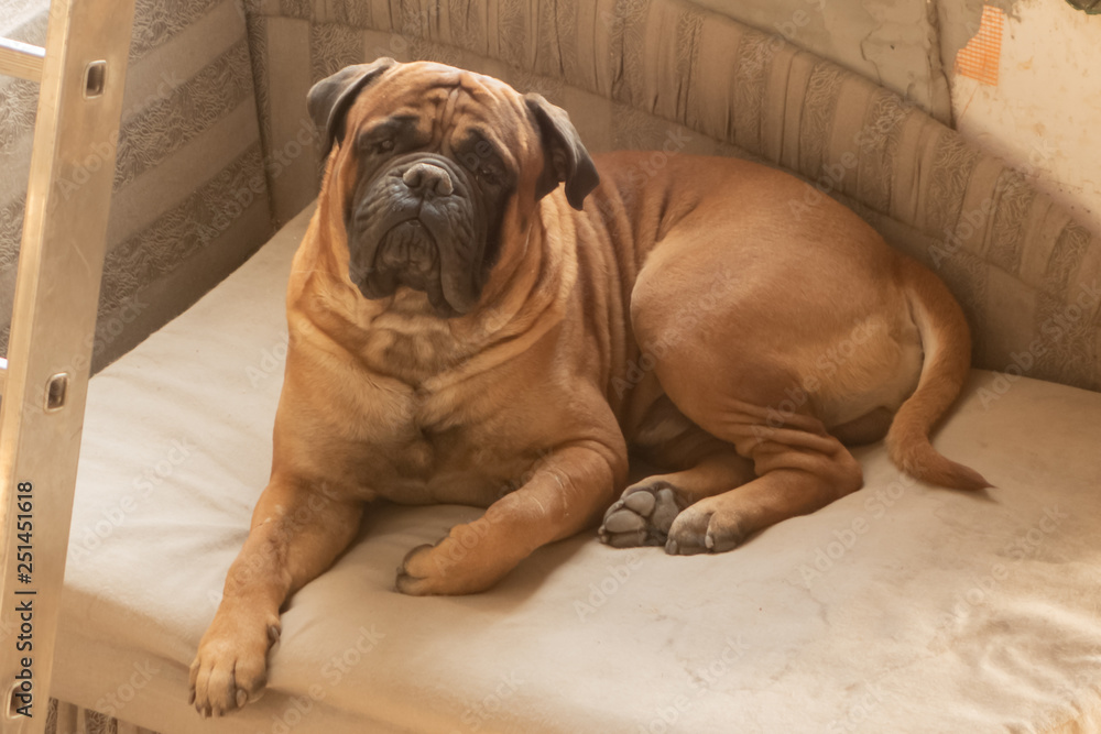 Dog mastiff Beautiful animals in the city park on a sunny day Dog mastiff Beautiful animals in the city park on a sunny day