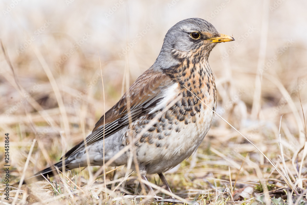 Portrait of a fieldfare (Turdus pilaris) Portrait of a fieldfare (Turdus pilaris)