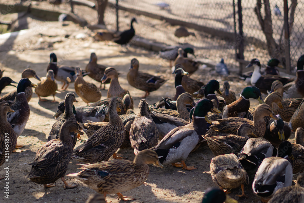 Fototapeta premium Wild ducks. Beautiful birds in the city park on a sunny day.