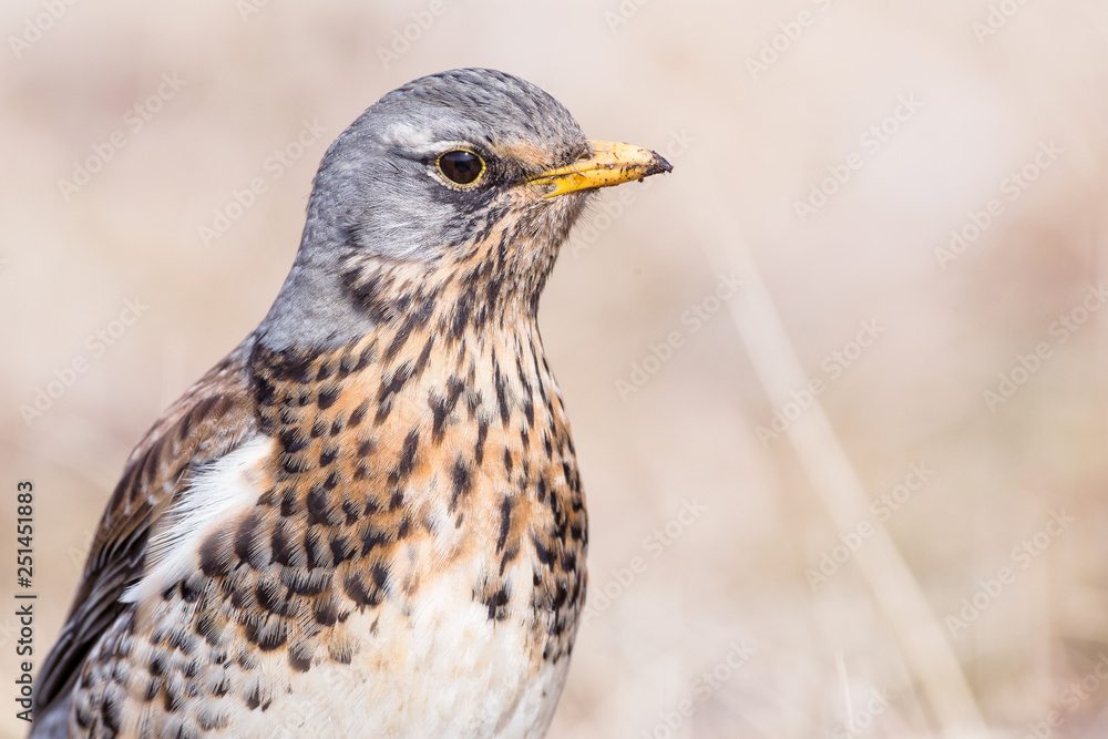 Portrait of a fieldfare (Turdus pilaris) Portrait of a fieldfare (Turdus pilaris)