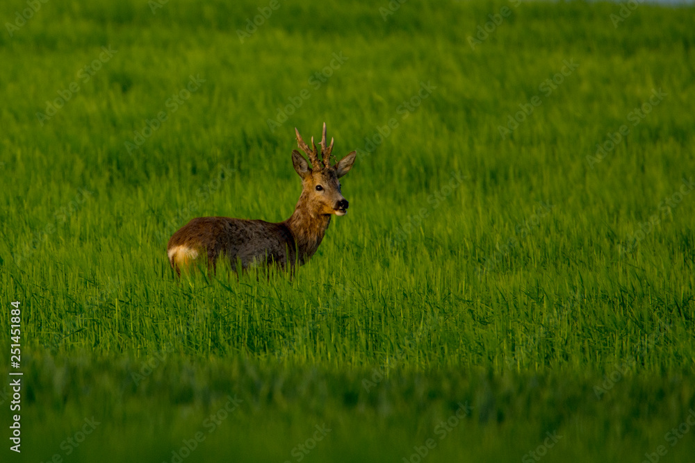 Roe deer in green grass Roe deer in green grass