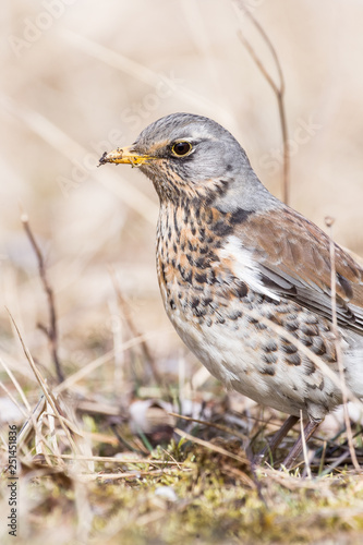 Portrait of a fieldfare (Turdus pilaris)