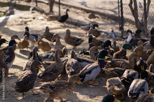 Wild ducks. Beautiful birds in the city park on a sunny day. © Виктор Кеталь