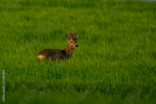 Fototapeta Naklejka Na Ścianę i Meble -   Roe deer in green grass