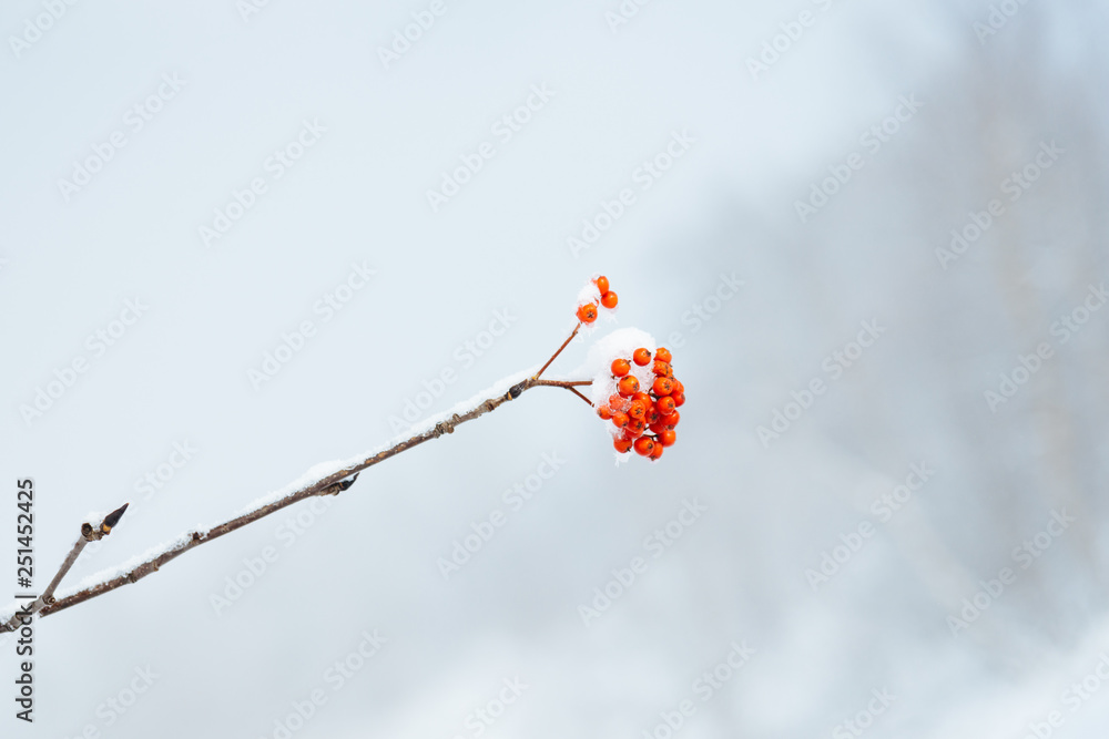 A bunch of rowan berries on a branch in winter on a white background, in the center of the frame