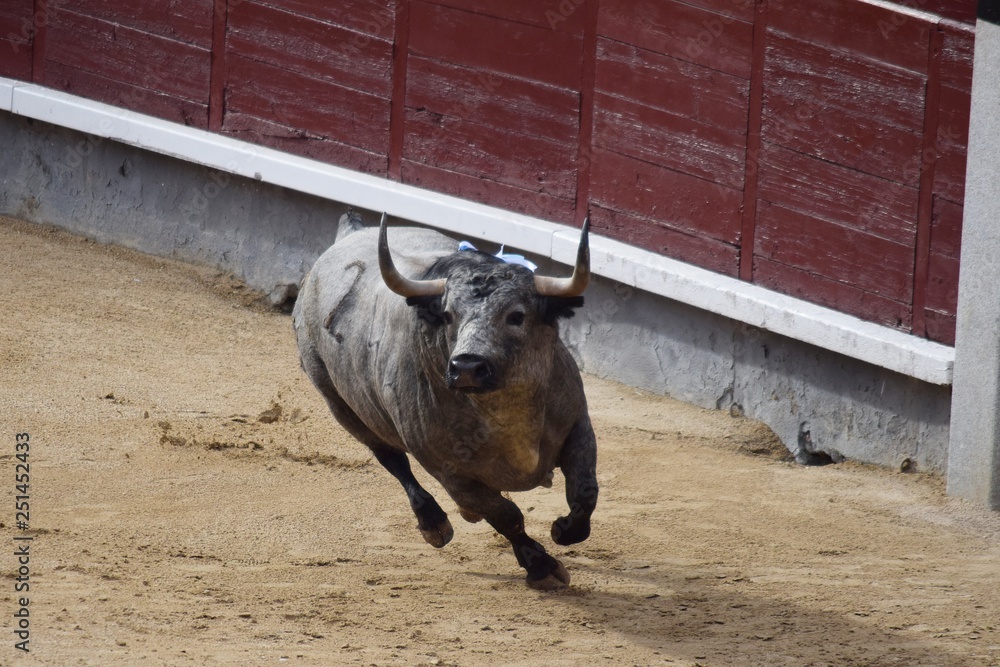 spanish bull