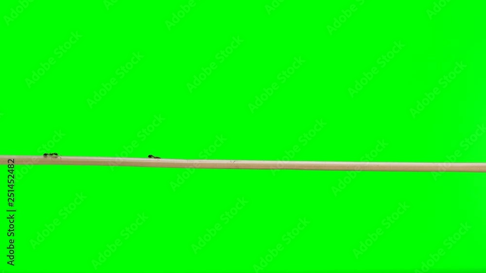 Ants of the species monomorium floricola, run across a straw twig as if on a bridge Ants of the species monomorium floricola, run across a straw twig as if on a bridge