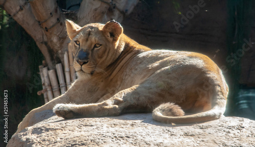 big female lion is lying on the rock