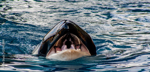 detail view from a Orca with open mouth