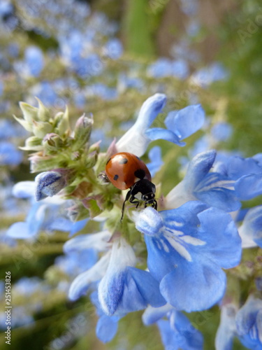 Ladybird