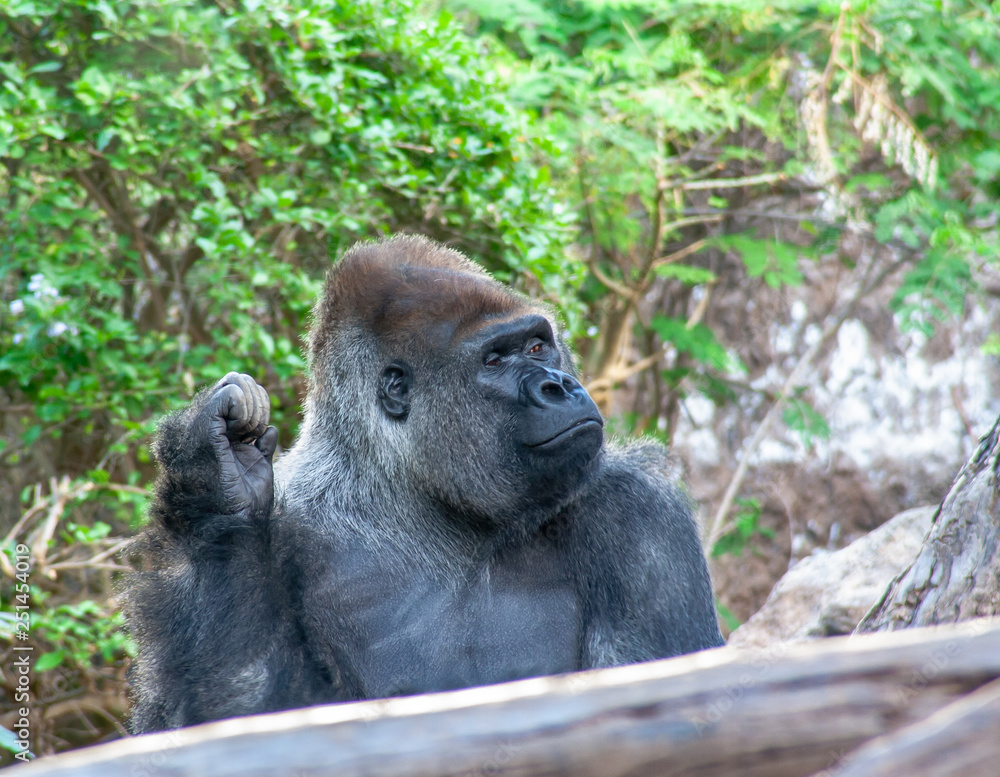 funny Gorilla sits here and waiting for you funny Gorilla sits here and waiting for you