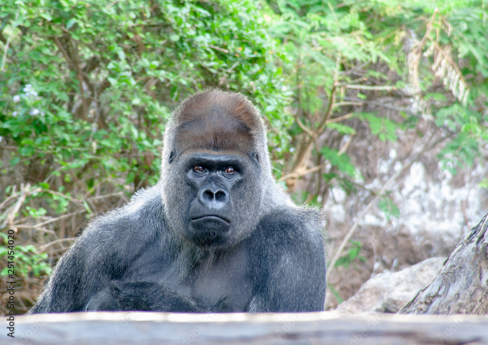 boring Gorilla sits here and waiting for you boring Gorilla sits here and waiting for you