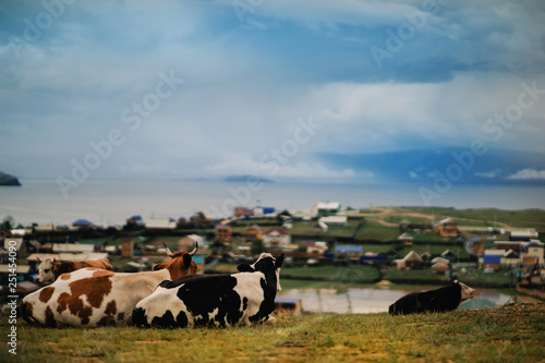 Siberia  cows Baikal Khuzhir city photo