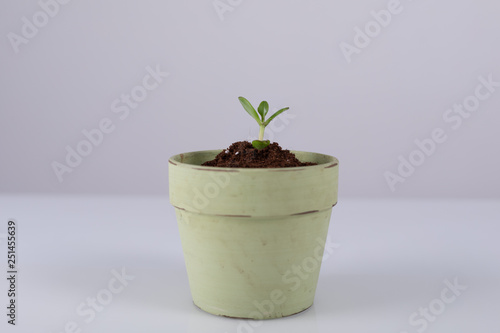 ecology plant
